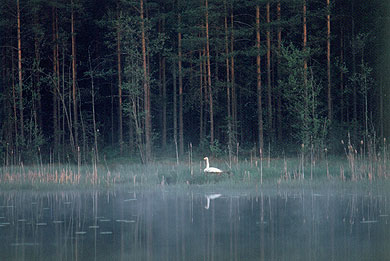eriksson01.jpg (30846 Byte)