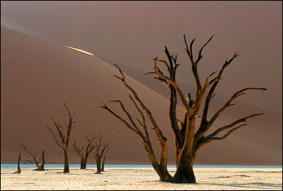 Delpho-2.jpg (22854 Byte)