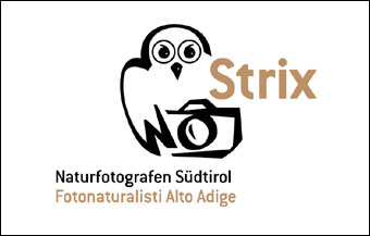 Strix-Logo.jpg (12321 Byte)